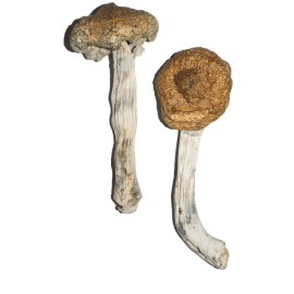 Buy Vietnamese Magic Mushrooms